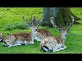 the fascinating world of deer amazing private life of deer