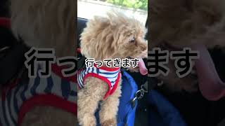 トイプードルのトリミング　#shorts #dog #トリミング#おパンツカット#本編切り抜き