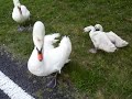 20140713手賀沼大井新田緑地のハクチョウ白鳥スワンswans