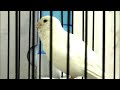 Canary singing Your Canary will NOT STOP SINGING With this training song