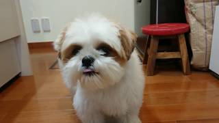 シーズー犬もぐ☆柿を食べる---Mogu the shihtzu☆eat persimmons