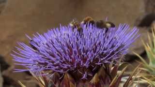 Bienen an der Wilden Artischocke, La Gomera