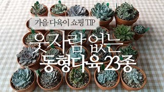 [ENG SUB] 웃자람 없는 동형 다육이 23종. 23 beautifully grown plants(succulent) 208화 #해맑은TV