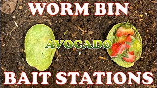 Separate Worms From Castings With Avocado Shells!! | Vermicompost Worm Farm