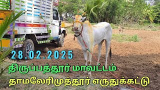 தாமலேரிமுத்தூர் எருதுக்கட்டு 28.02.2025