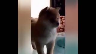 PERRITO DANDO VUELTAS CON LA CANCIÓN DE BUTITI II (1 HORA)