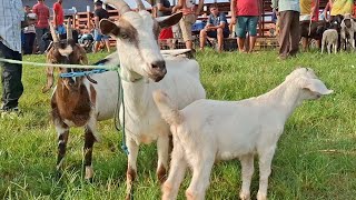 FEIRA DE ANIMAIS DE LAGOA DE PEDRAS-RN. 10.03.2025