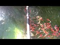 kohaku showa sanke ปลาคาร์พนำเข้าใหม่จาก sakai fish farm