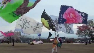 くまがや桜よさこい'16 旗の共演～弐～3-3