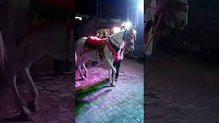 ફૂલેકા માં ઘોડી નો ડાન્સ // ગોપી ની મોજ //Gopi dhodi na stant #shorts #horsedancing #horesrider