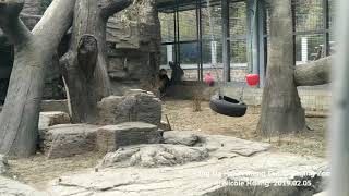 胖大海和萌蘭鬥嘴(北京動物園)