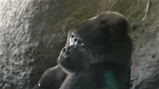 20210721 上野動物園　ニシゴリラ②　リキにからまれて困るトトさん