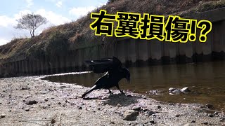 [水浴び中にトラブル発生なカラスのリキ]