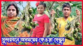 সুন্দরবনের কেওড়া ফল দেখুন!!