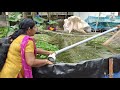 മീൻ കുളം വൃത്തിയാക്കൽ ഇത്ര simple ആയിരുന്നോ 😱 simple way to clean fish pond perfectly 😱