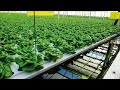 Viscon Hydroponics - Semi automated Deep Water Culture System