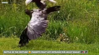 DECORAH EAGLES NORTH~ BATTLE IN THE PASTURE! 😲 PARENTS FIGHT OFF INTRUDER SUB-ADULT EAGLE! 🦅 6/20/24