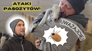 WYKOTY KÓZ, KURY, JAŁÓWKI I ATAK PASOŻYTÓW! ŻYCIE NA WSI I PRACA ZE ZWIERZĘTAMI #142