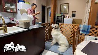 ご飯の前だけはお転婆を封印し一番お利口なベルです　Great Pyrenees　グレートピレニーズ