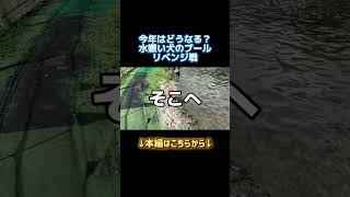 夏最後のプール再挑戦、今年はどうなる？#犬#トイプー #トイプードル #プール #ドッグラン#犬のいる生活 #夏#夏の思い出