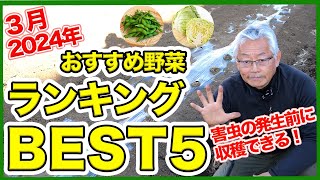 家庭菜園や農園栽培で2024年3月おすすめ野菜ランキングBEST５！害虫発生前に収穫できる春野菜栽培！【農家直伝】