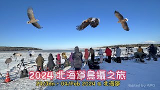 2024 北海道鳥攝之旅 (更新版)