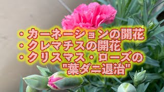 Flower535バルコニー🌸クレマチスの開花、カーネーションの開花その他花々の様子