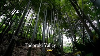 Todoroki Valley - 等々力渓谷 - 4K with SONY A7S II