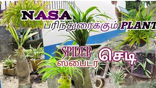 spider plant .ஸ்பைடர் செடிகள் வளர்ந்து எப்படி? NASA recommend plant