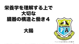 【2012年1月】ペットの栄養学 栄養学を理解する上で大切な臓器の構造と働き その４ 大腸