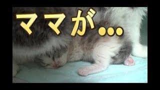 【猫好き】ママが…（スコティッシュフォールド）《funny cats》