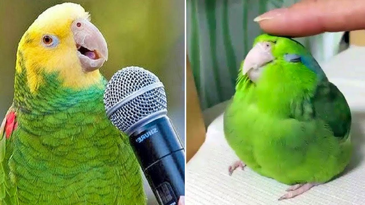 Smart And Funny Parrots Parrot Talking Videos Compilation 2024 Cute