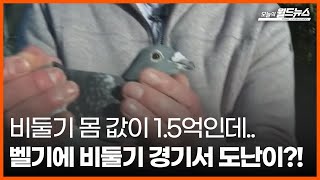 [오늘의 세계] 비둘기 몸 값이 1.5억인데.. 벨기에 비둘기 경기서 도난이?!