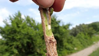 Innesto del nocciolo su Corylus Colurna con tecnica chip budding