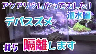 【アクアリウムやってました】海水編#5  デバスズメ隔離