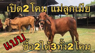 #เปิด2โคมแม่ลูกเมีย ซื้อ2ได้3ทั้ง2โคม | นายฮ้อยสัญจร