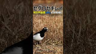 鳥・セグロセキレイ 編集で歩きを追ったら、こんな感じに😅