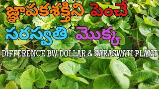 Brahmi/Saraswati Plant uses \u0026 propagation | Difference b/w Dollar \u0026 Saraswati | Prema's Garden