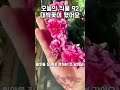 92. 잎은 시클라멘 꽃은 왕꽃 제라늄 정체가 뭐냐 진짜 너무 예쁨주의 ㅠㅜ