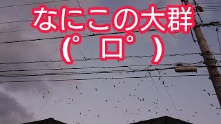 カラスの大群、夕暮れの空に不気味