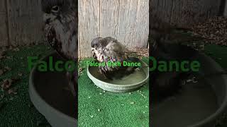 Dancing Falcon