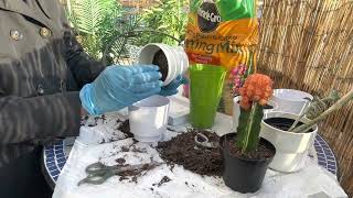 Replanting succulent plants | Miracle Grow Cactus, Palm & Citrus Potting Mix | no talking