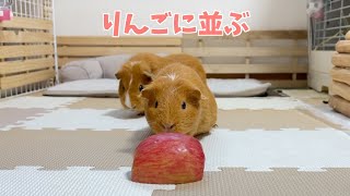 【モルモット】りんご食べたくて兄弟喧嘩