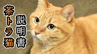 【解説】茶トラ猫の歴史、人気の理由とは？【諸説あり】