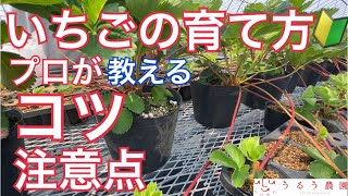 夏のいちごの育て方 いちご育苗 プロがコツ.注意点解説