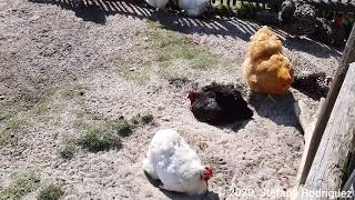 Kippen op de kinderboerderij 🐔👨🏻‍🌾 (Chickens at the petting zoo)