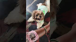 జయ అన్నయ్య ఎక్కడ#doglover#petsong#pets#dogloverssong 🐕🤫🔔🙏🥰