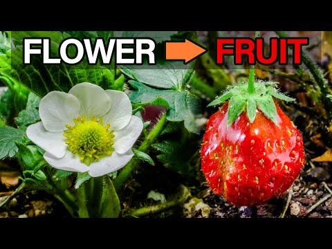 How does a flower turns into a fruit?