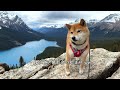 絶景地を見下ろすポーズが決まりすぎて旅人に撮影を求められる柴犬ナラ【4k】