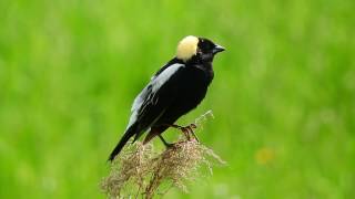 Studying Bobolink in Grazed Pastures